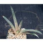 Image result for Monadenium spinulosum