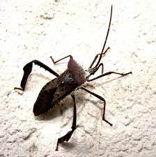 2 5 Inches Long Augusta Ga 7 8 15 Belongs To The Family Of Leaf Footed Bugs Coreidae Photo By Sweet Freedom Designs Insekten