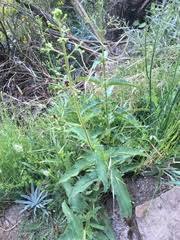 Image result for Selago cecilae