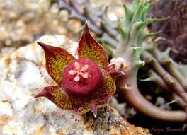 Image result for Duvalia