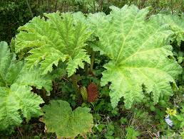 Image result for Gunnera