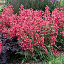 Image result for Penstemon