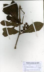 Image result for Cyphostemma crotalarioides