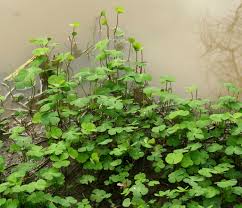 Image result for Marsilea minuta