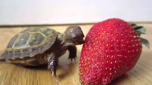 First Strawberry Youtube