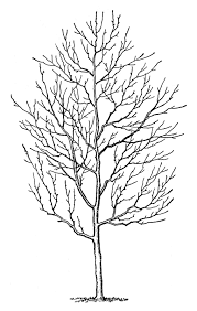 Black And White Tree Images Clip Art Vintage Clip Art Winter Trees Clip Art Vintage Winter Trees Graphics Fairy