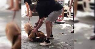 istanbul un gobeginde pitbull dehseti pitbull veterinerler istanbul