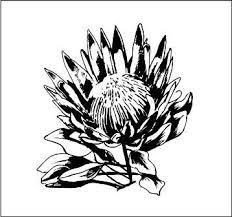 Protea 5 Protea Art Protea Flower Protea