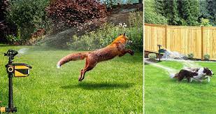 Discover the best outdoor cat repellents and deterrents for your yard to buy in 2021! Protect Your Garden From Animal Intruders By Setting Up Motion Activated Sprinklers To Fire Warning Squirts