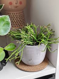 This cactus is quite safe for a home environment. 16 Non Toxic Plants For Cats To Add To Your Houseplant Collection Now