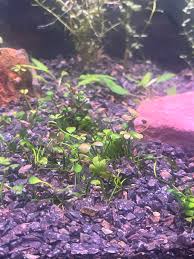 Image result for Marsilea vera