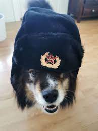 Communist Doggo Music Indieartist Chicago Funny Memes Images Russian Memes Animal Memes