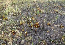 Image result for Sacciolepis rigens