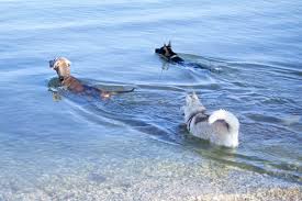 Jede menge ferienhäuser von der nordsee bis ans mittelmeer, ferienhäuser in kroatien, tolle villen in italien oder fincas auf mallorca, ein ferienhaus mit pool, ferienhäuser mit. Hundestrande In Istrien
