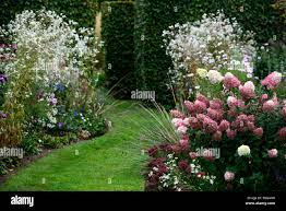 Image result for hydrangea paniculata vanille fraise