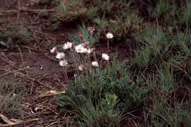 Image result for Gerbera viridifolia