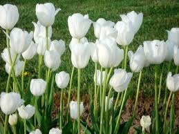 Di iran dan turki, bunga ini menjadi lambang bunga nasional. Fakta Dan Keunikan Bunga Tulip Tips Petani