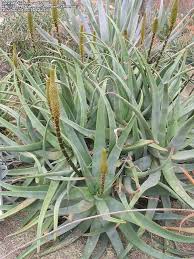 Image result for Aloe spicata
