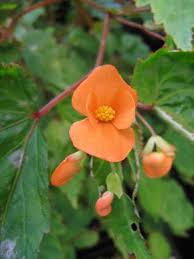 Image result for Begonia sutherlandii