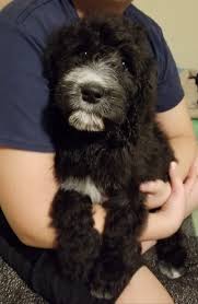 Welcome to great lakes bernedoodles! Pure Michigan Bernedoodles Home Facebook