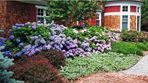 Highlighting different trees, plants, shrubs and flowers that will grow in zone 6. Mid Sized Shrubs For A Layered Border