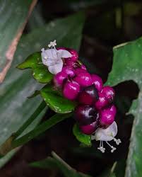 Image result for Tradescantia zanonia