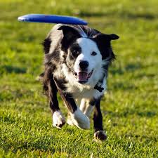 Photos: 9-month-old border collie chases Frisbee in Torrance park