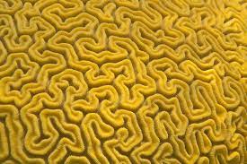 Posts about coral written by katsukagi. Coral Textures Google Search Texture Texture Design Organic Pattern
