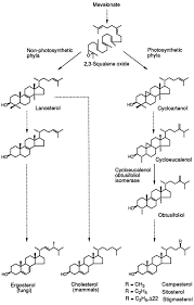 Check spelling or type a new query. Plant Sterols And The Membrane Environment Sciencedirect