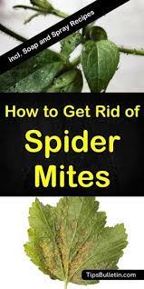 Spider mites puncture the plant cells of whichever marijuana strain is growing (they aren't picky eaters) and extract the chlorophyll, which is required for. How To Get Rid Of Spider Mites Spider Mites How To Get Rid Of Spiders Get Rid Of Spiders