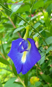 Image result for Clitoria
