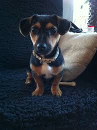 4 Months Old Jack Russell Black Tan Jack Russell Jack Russell Terrier Jack Russell Dogs