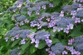 If planting against wall or fence, allow about a 45cm (18in) gap between the plant and the wall. Kleinwuchs Gartenhortensie Bluebird Kaufen Garten Von Ehren Beste Qualitat Seit 1865 Gunstige Pre Big Leaf Hydrangea Pruning Hydrangeas Hydrangea Serrata