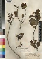 Image result for Ehretia obtusifolia