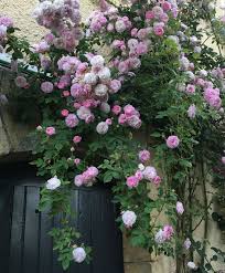 We did not find results for: Les Rosiers Grimpants Au Jardin De Frescati Jardins Merveilleux