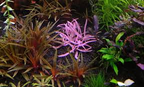 Image result for Hygrophila cataractae