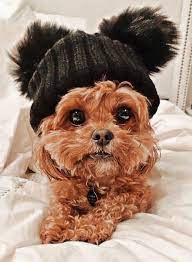 Aesthetic Puppy With Hat Pfp In 2021 Puppies Animals Hats