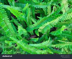 Image result for Lomariopsidaceae