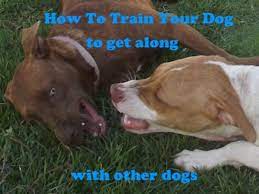 And as you reach your hand out to pick something up, make sure graze your hands against her breast or watch her tee shirt and if you find anything stiffened up, you've just. 7 Easy Ways To Train A Dog To Get Along With Other Dogs Pethelpful