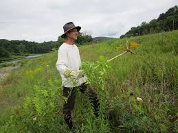 Maybe you would like to learn more about one of these? Mike Bald S Mission To Eradicate Invasive Plants Gardens Landscapes Seven Days Vermont S Independent Voice