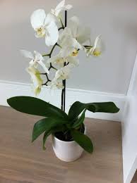 We did not find results for: Phalaenopsis Orchid Care For Beginners Easy Guide Smart Garden Guide