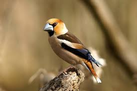 Cu gat rosu/podiceps grisegena, c. Pin On PÄƒsÄƒri In Romania