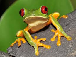 So many different animals live here that by looking at the rainforest, we have a chance to study adaptations. Rainforests Animals For Primary Children