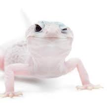 We did not find results for: Ø­ÙŠÙˆØ§Ù†Ø§Øª Ø§Ù„Ø§Ø±Ø¶ Ø§Ø¨Ùˆ Ø¨Ø±ÙŠØµ Ø§Ù„Ø§Ø¨ÙŠØ¶ Ø£Ùˆ Ø§Ù„Ø¨Ø±Øµ Ø§Ù„Ø£Ø¨ÙŠØ¶ Albino Facebook