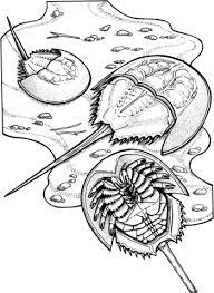 Horseshoe crabs are brown in color. Horseshoe Crabs Coloring Page Horseshoe Crab Coloring Pages Crab Crafts