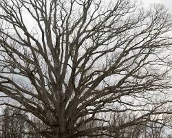Image of ancient oak tree with branches reaching towards the cloudy sky