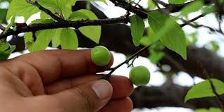 Tek yıllık bitkilere oranla kök derinlikleri daha fazla olduğu için sulama. Aralik Ayinda Meyve Veren Erik Agaci Sasirtti Memurlar Net