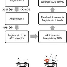 Renin Angiotensin System Mechanisms Behind Arbinduced