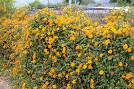 Image result for Thunbergia gregorii