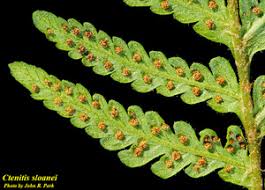 Image result for Ctenitis